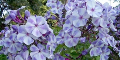 Phlox gzhel maxi: fotografija i opis, recenzije